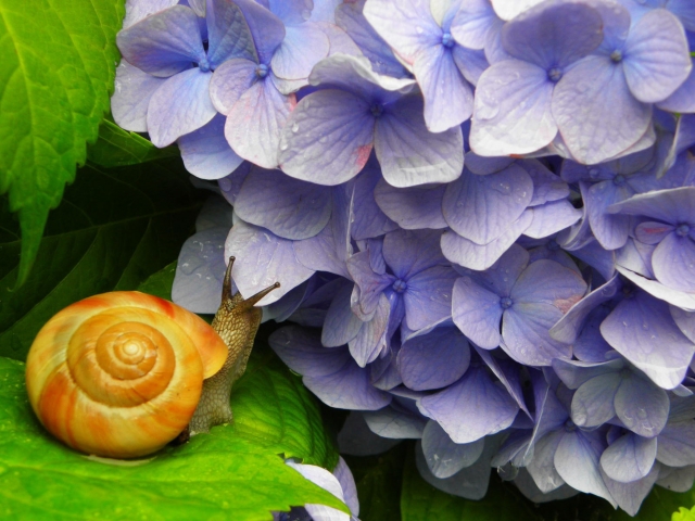 カタツムリの冬眠と夏眠について 活動時期はいつ とれぴく