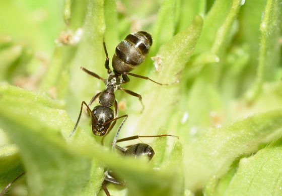 蟻の生態と寿命について 実は皆よく知らない蟻の凄さを解説 とれぴく