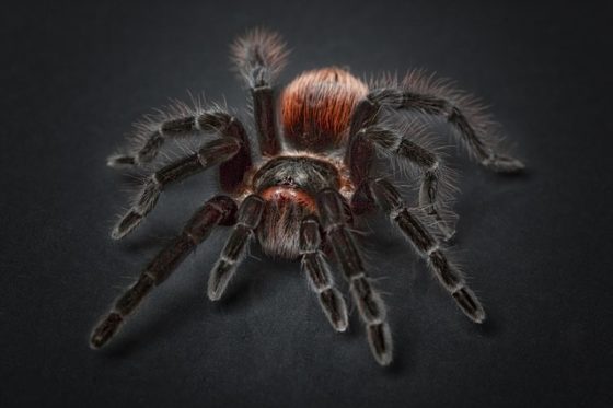 家の中やベランダに現れる 小さい赤い蜘蛛 毒や害はあるの とれぴく